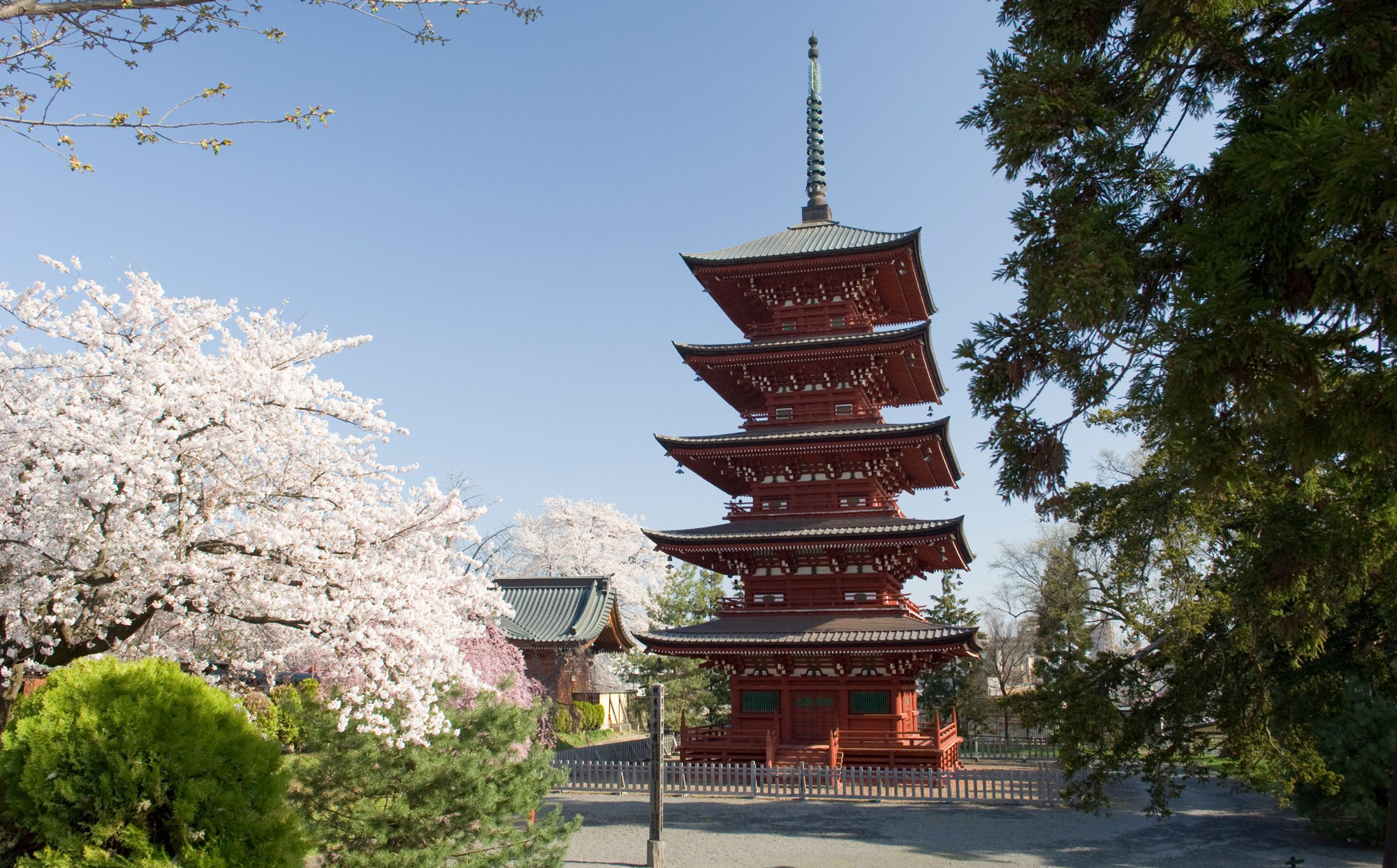 Saishoin Five-Storied Pagoda and Cherry Blossom