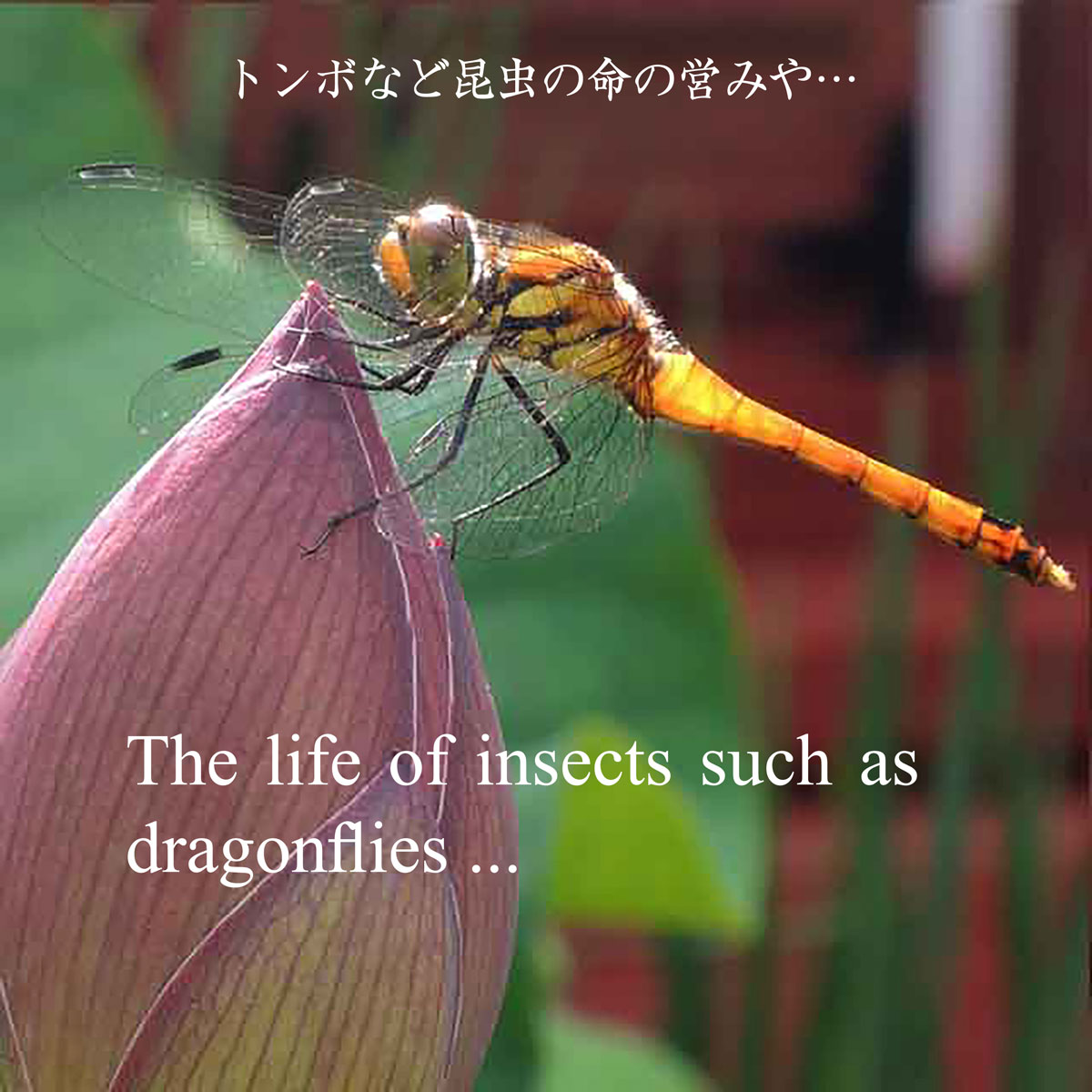 The life of insects such as dragonflies