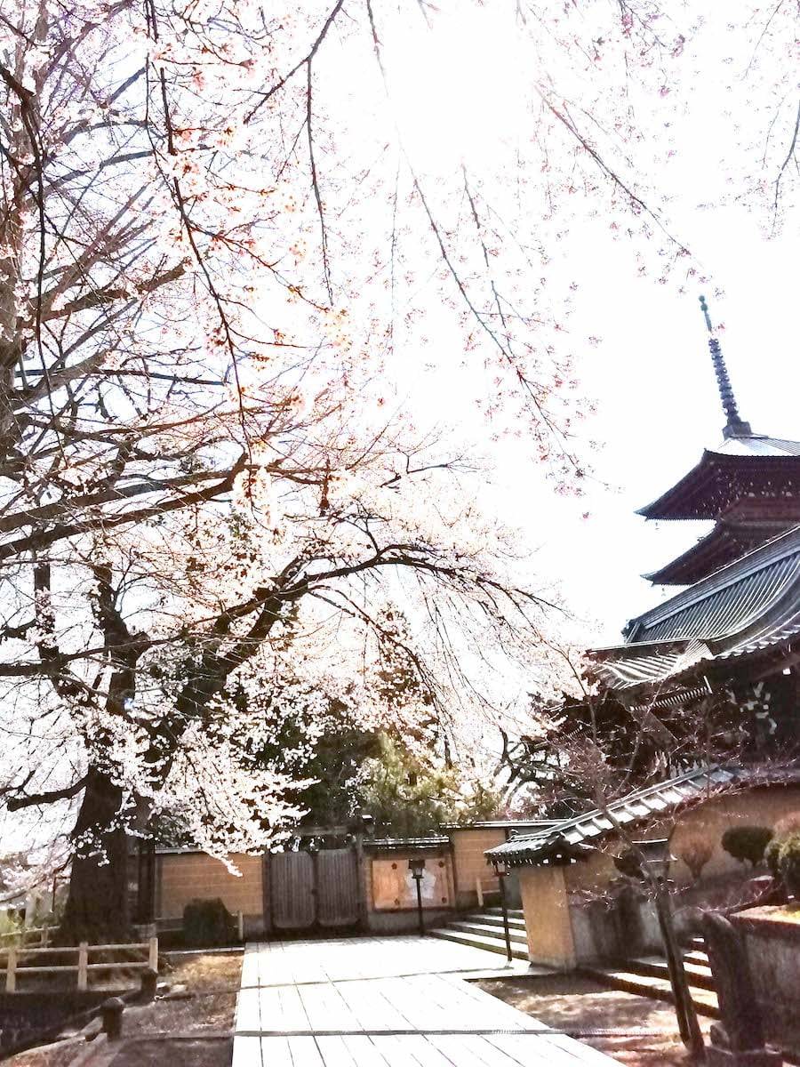 無人の最勝院桜まつり（奥が弘前最古木の桜「エドヒガンザクラ」）